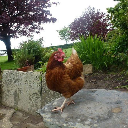 Kidwelly Farmhouse B&B エクステリア 写真