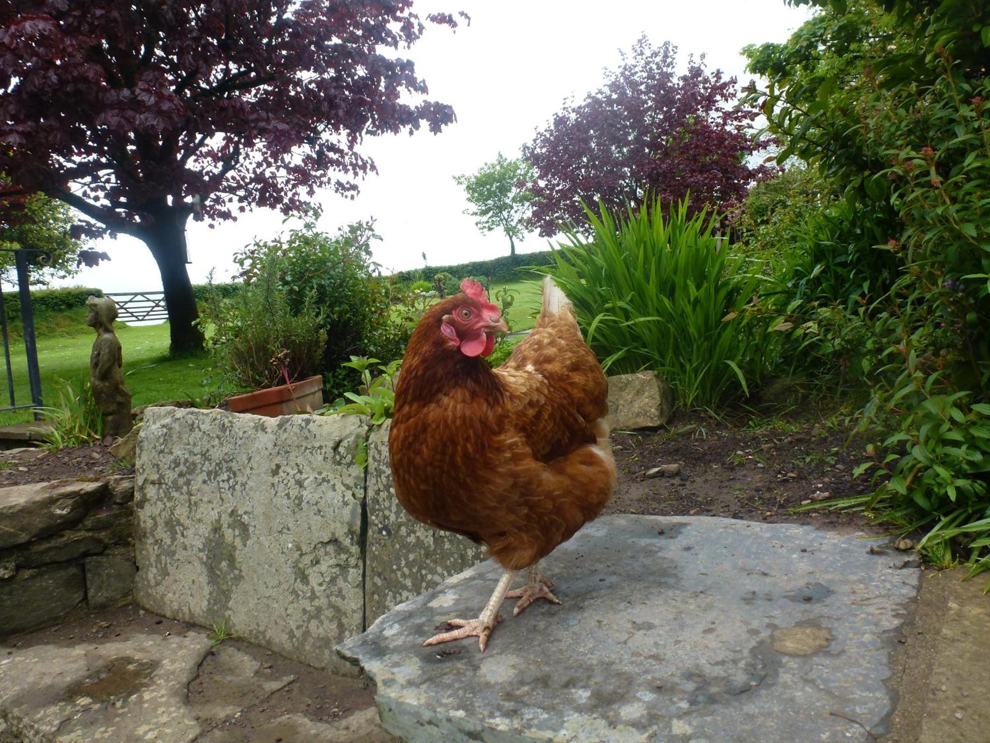 Kidwelly Farmhouse B&B エクステリア 写真
